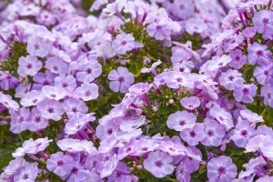 Phlox paniculata 'Fancy Girl' New 2025